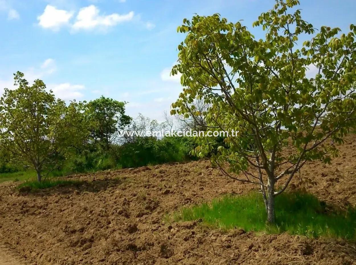 Garten Zum Verkauf In Mugla Region 880000M2 Nussbaum