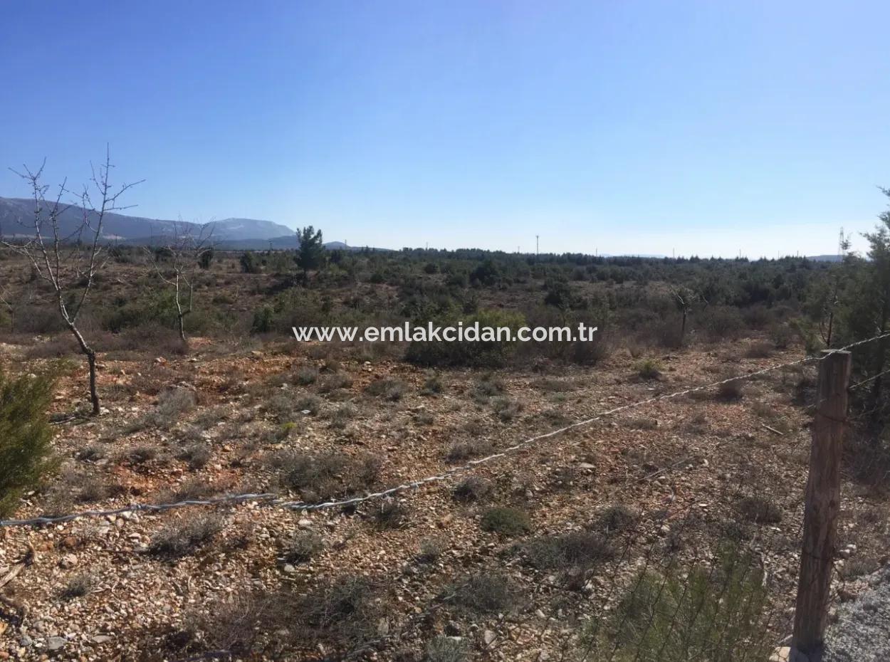 Der 200000M2 Mandelgarten Steht Im Zentrum Von Mugla Zum Verkauf.