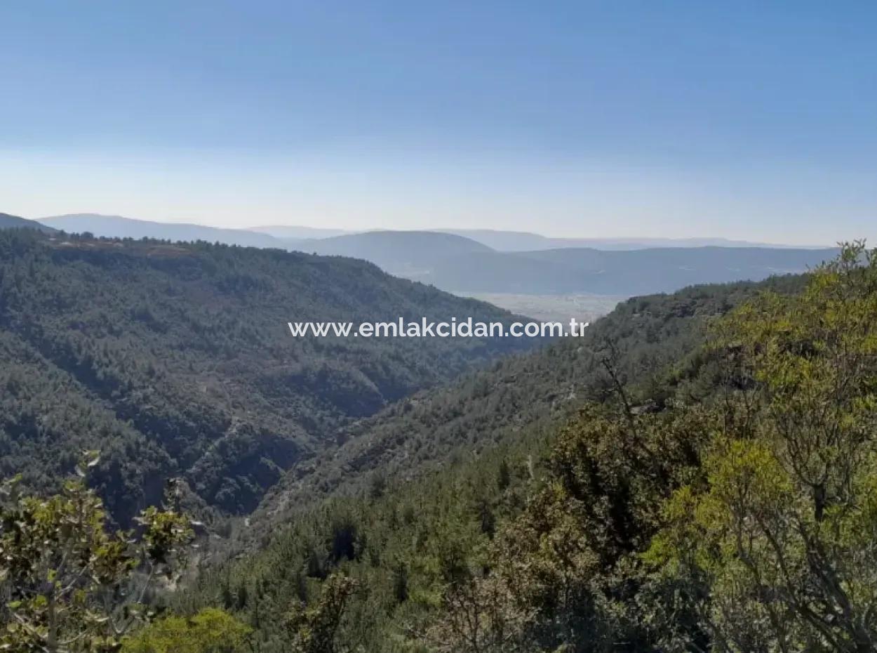 Der 200000M2 Mandelgarten Steht Im Zentrum Von Mugla Zum Verkauf.