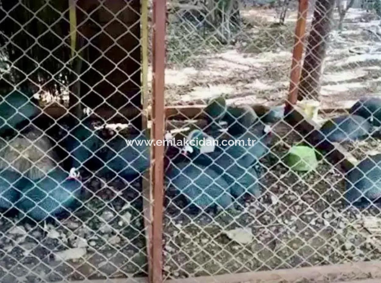 81000M2 Insel Zum Verkauf In Marmaris Region 31000M2 Eigentumsurkunde Offizieller Strom Wasser Verfügbar Herrenhaus Mit Legalem Haus Darin