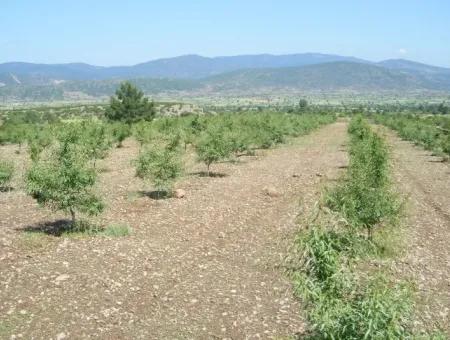 Garten Zum Verkauf In Mugla Region 880000M2 Nussbaum