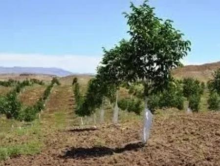 Garten Zum Verkauf In Mugla Region 880000M2 Nussbaum