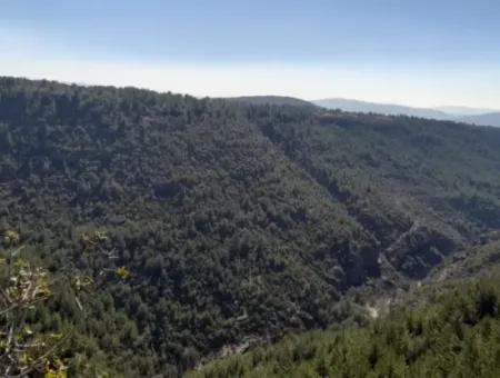 Der 200000M2 Mandelgarten Steht Im Zentrum Von Mugla Zum Verkauf.