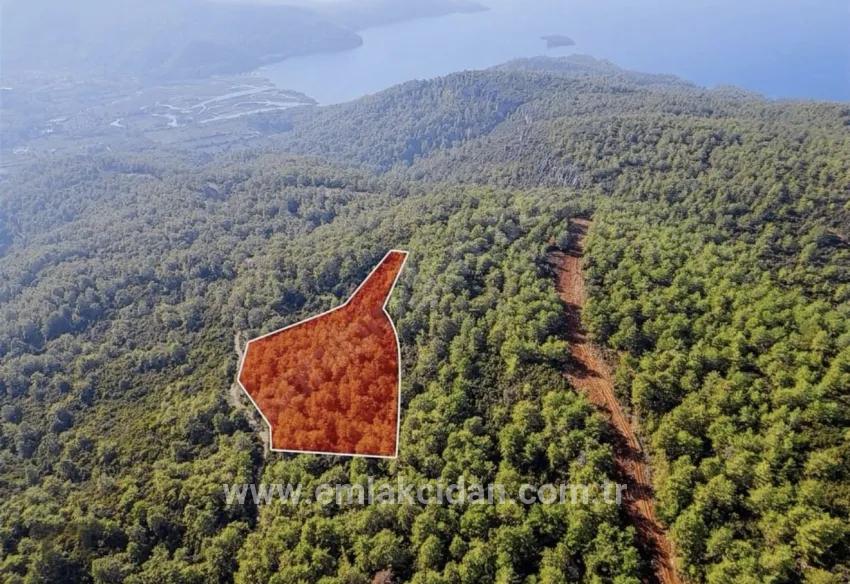In Marmaris Çetibelinde within the forest 13,500 m2 Private usage area