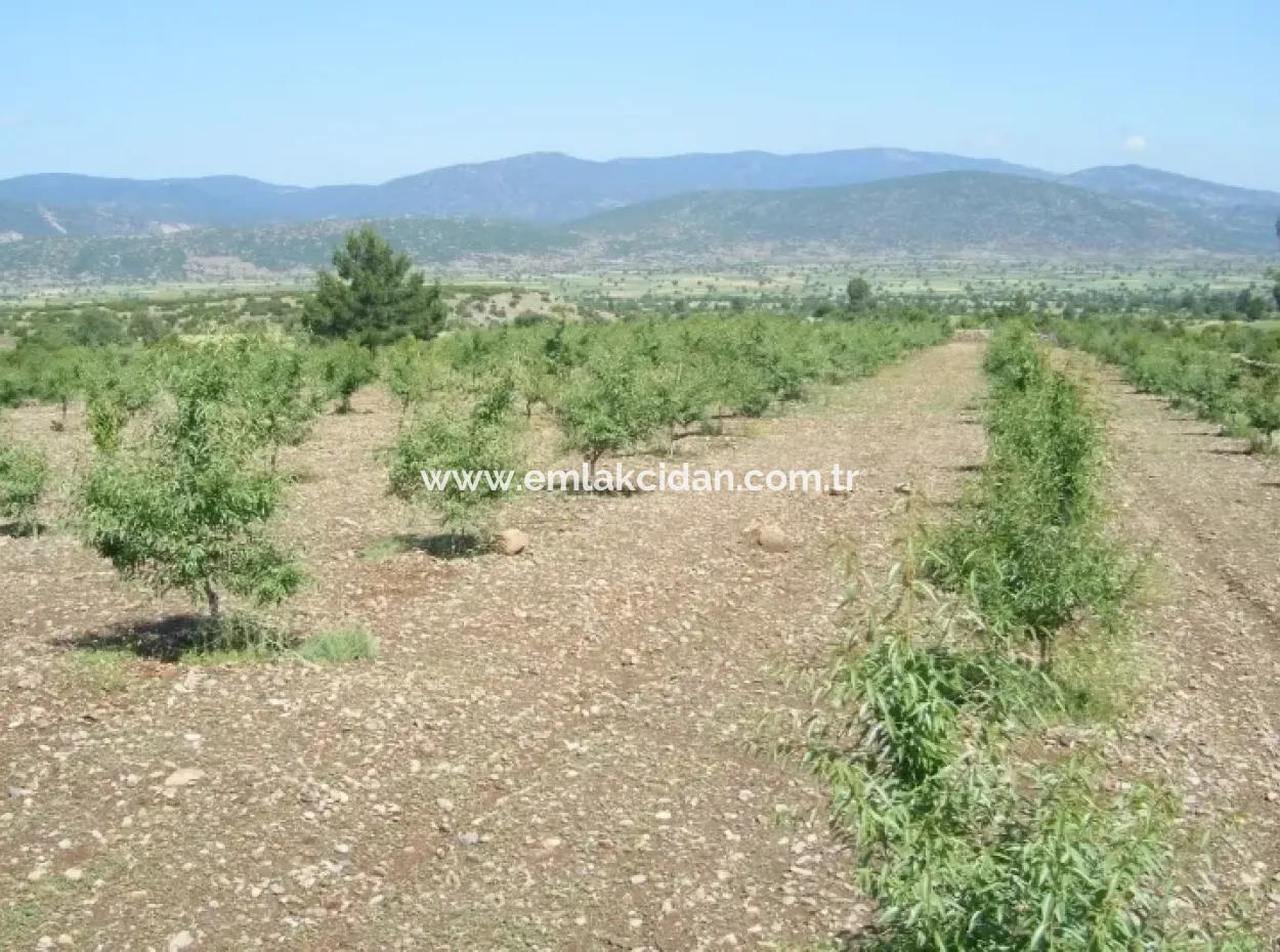 Garden For Sale In Mugla Region 880000M2 Walnut