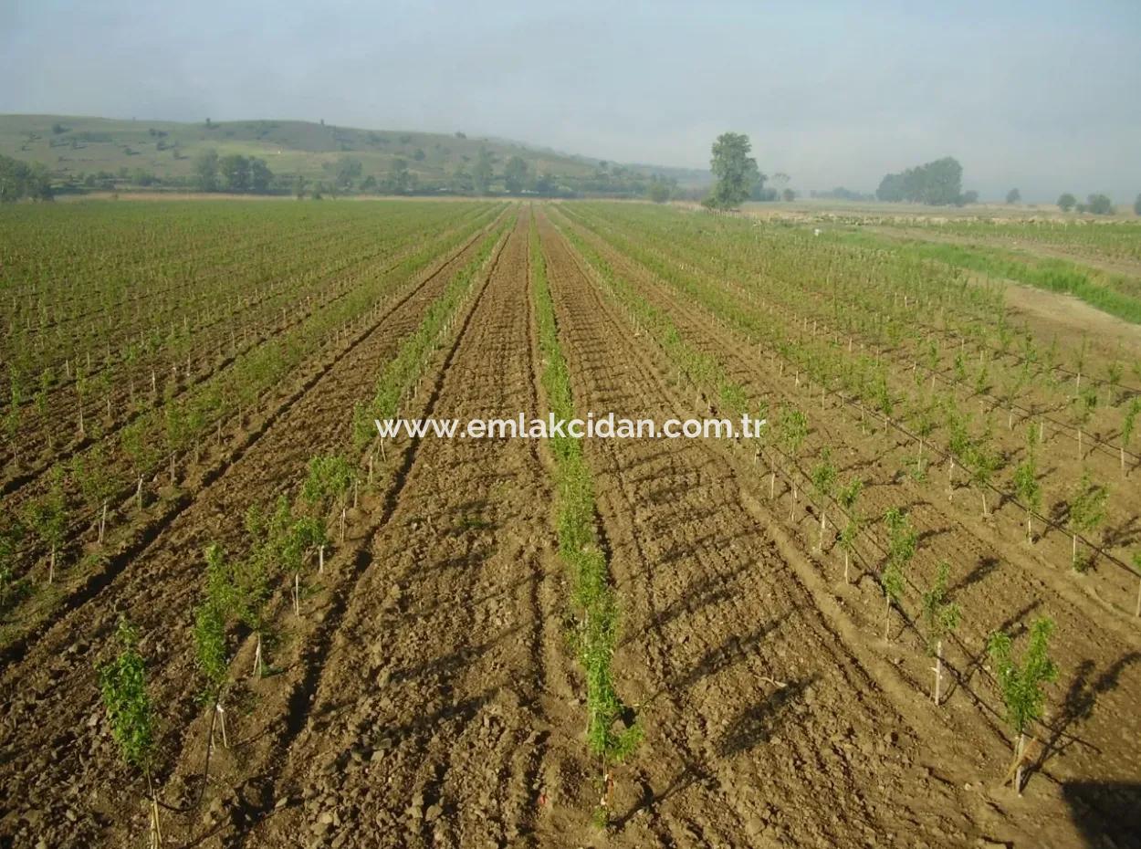 Garden For Sale In Mugla Region 880000M2 Walnut