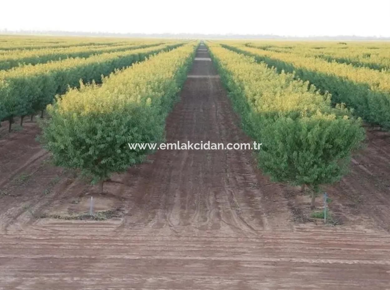 Garden For Sale In Mugla Region 880000M2 Walnut