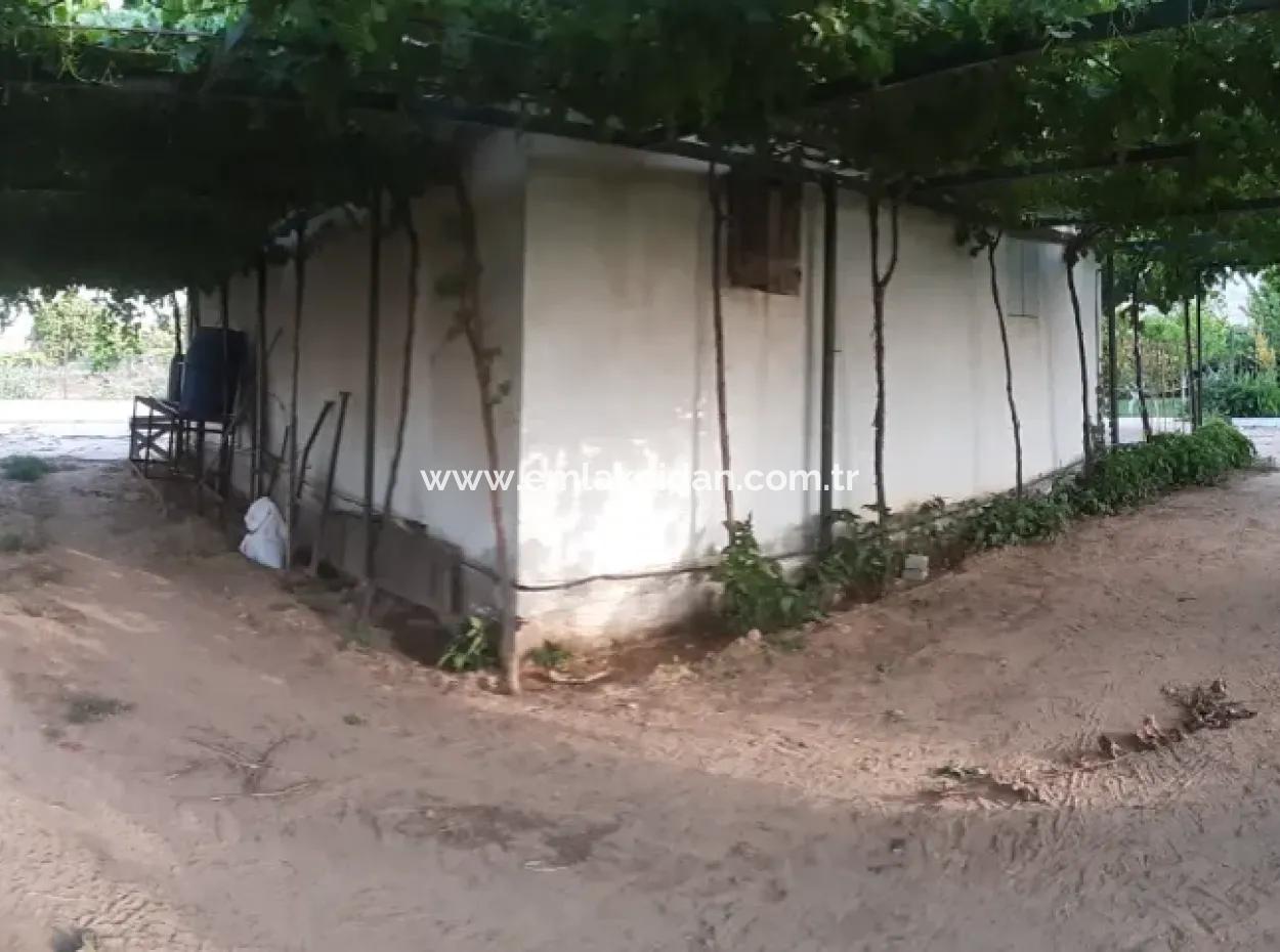 Manisa Prefecture Alasehir District 19000M2 Grapefring Farm For Urgent Sale