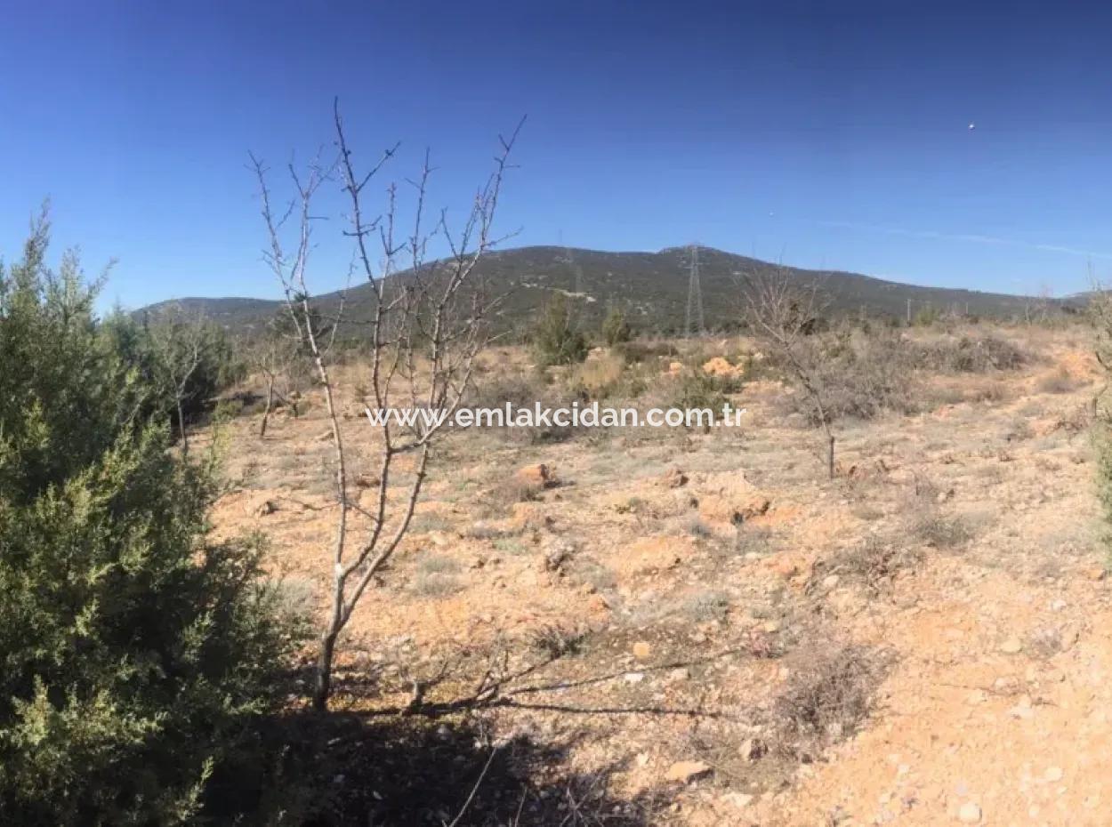 The 200000M2 Almond Garden Is For Sale In The Center Of Mugla.