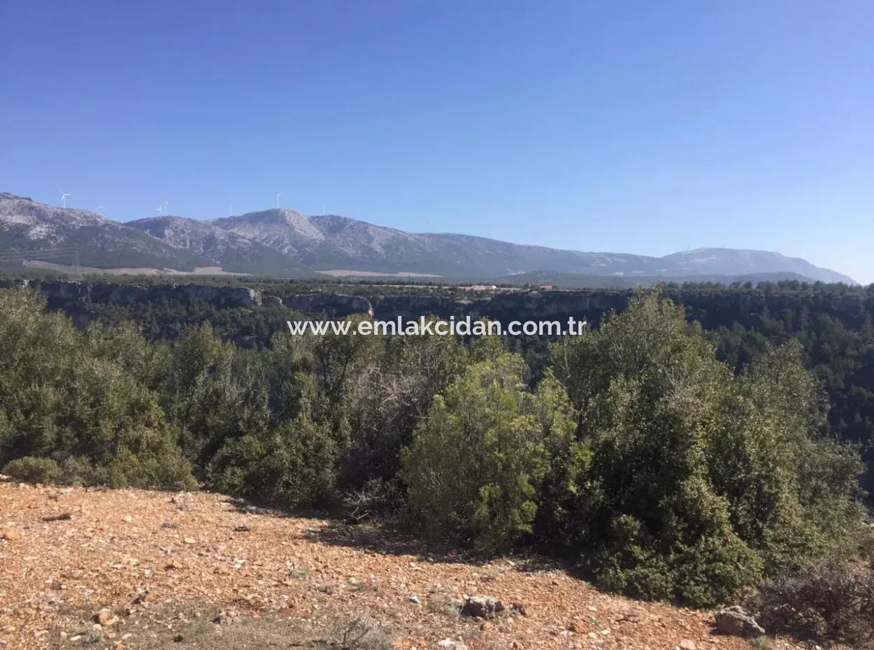 The 200000M2 Almond Garden Is For Sale In The Center Of Mugla.