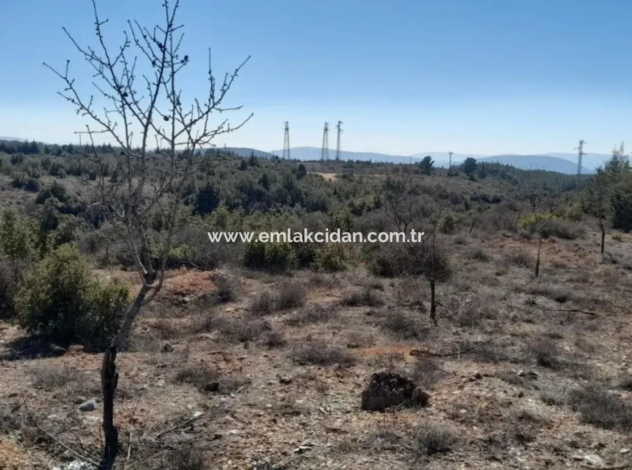 The 200000M2 Almond Garden Is For Sale In The Center Of Mugla.