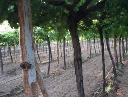 Manisa Prefecture Alasehir District 19000M2 Grapefring Farm For Urgent Sale