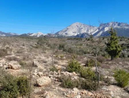 The 200000M2 Almond Garden Is For Sale In The Center Of Mugla.