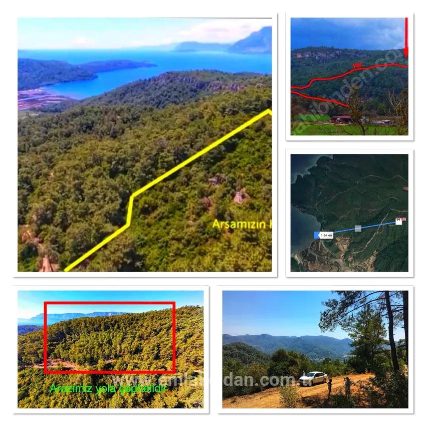 Marmaris Çetibelinde orman İçerisinde 13.500 m2 Özel kullanım alanı