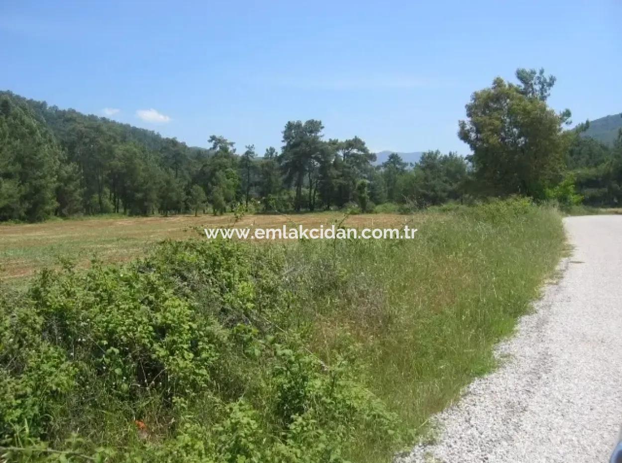 Marmaris Çamlı Köyünde 25.000 M2 Satılık Çok Acil Arsa