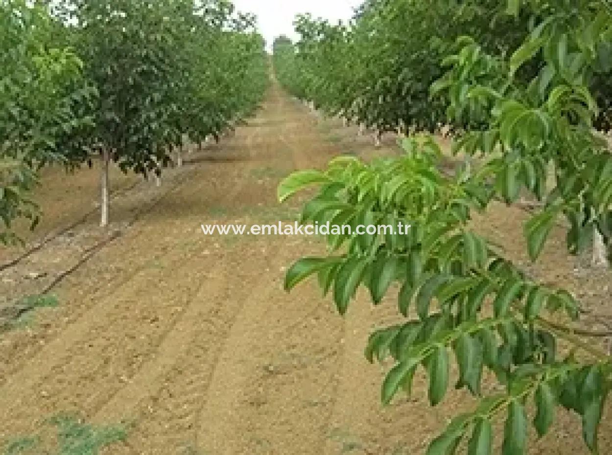 Muğla Bölgesinde 880000M2 Satılık Ceviz Bahçesi