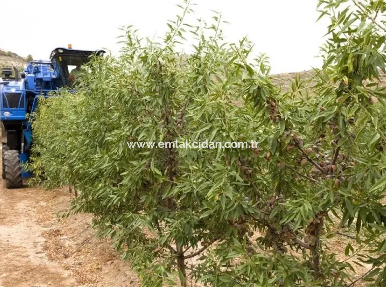 Muğla Bölgesinde 880000M2 Satılık Ceviz Bahçesi