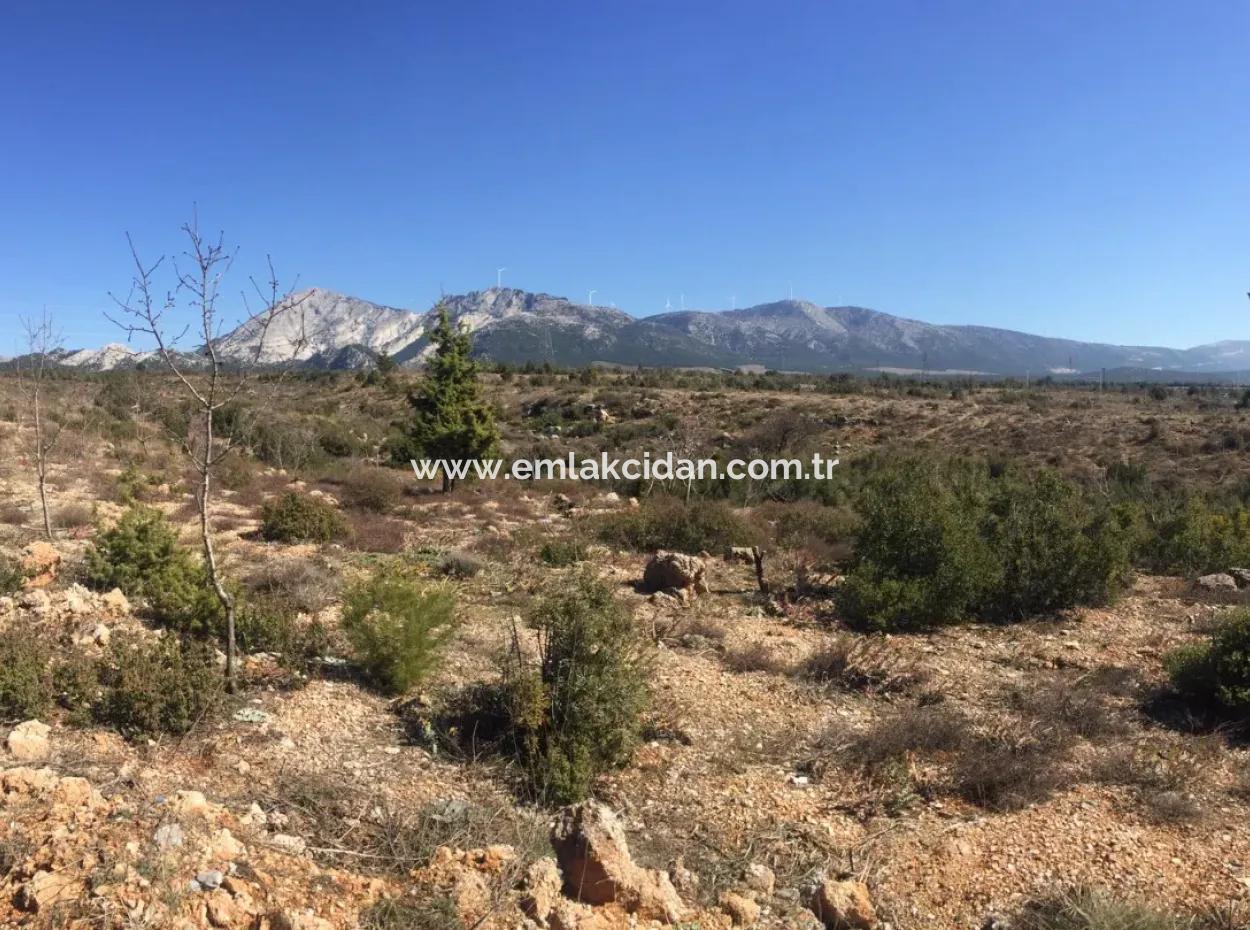 Muğla Merkezinde 200000M2 Badem Bahçesi Satılıktır.