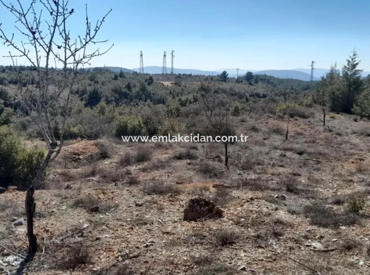 Muğla Merkezinde 200000M2 Badem Bahçesi Satılıktır.