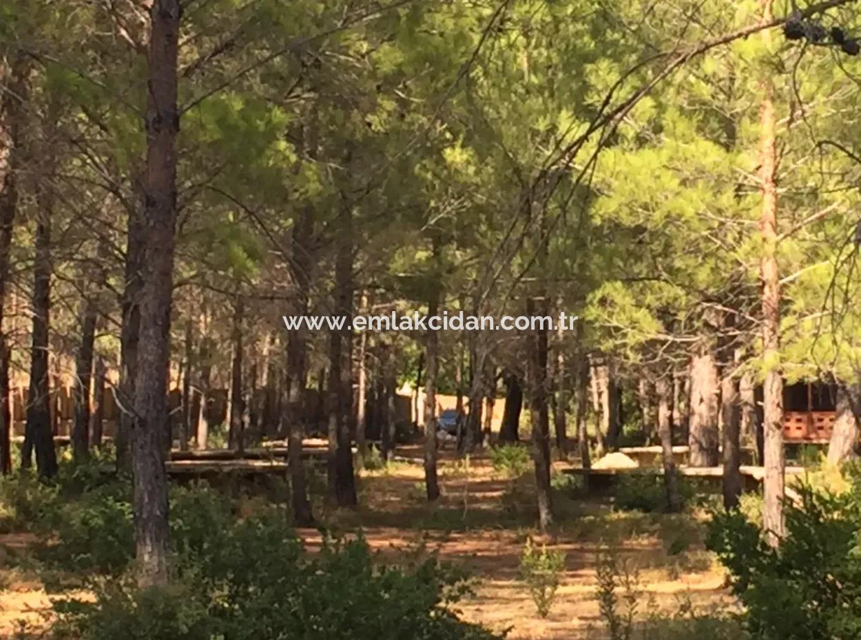 Bördübet Koyunda 7500M2 Arsa İçerisinde Bungalow Otel İçin Uygun Satılık Arsa