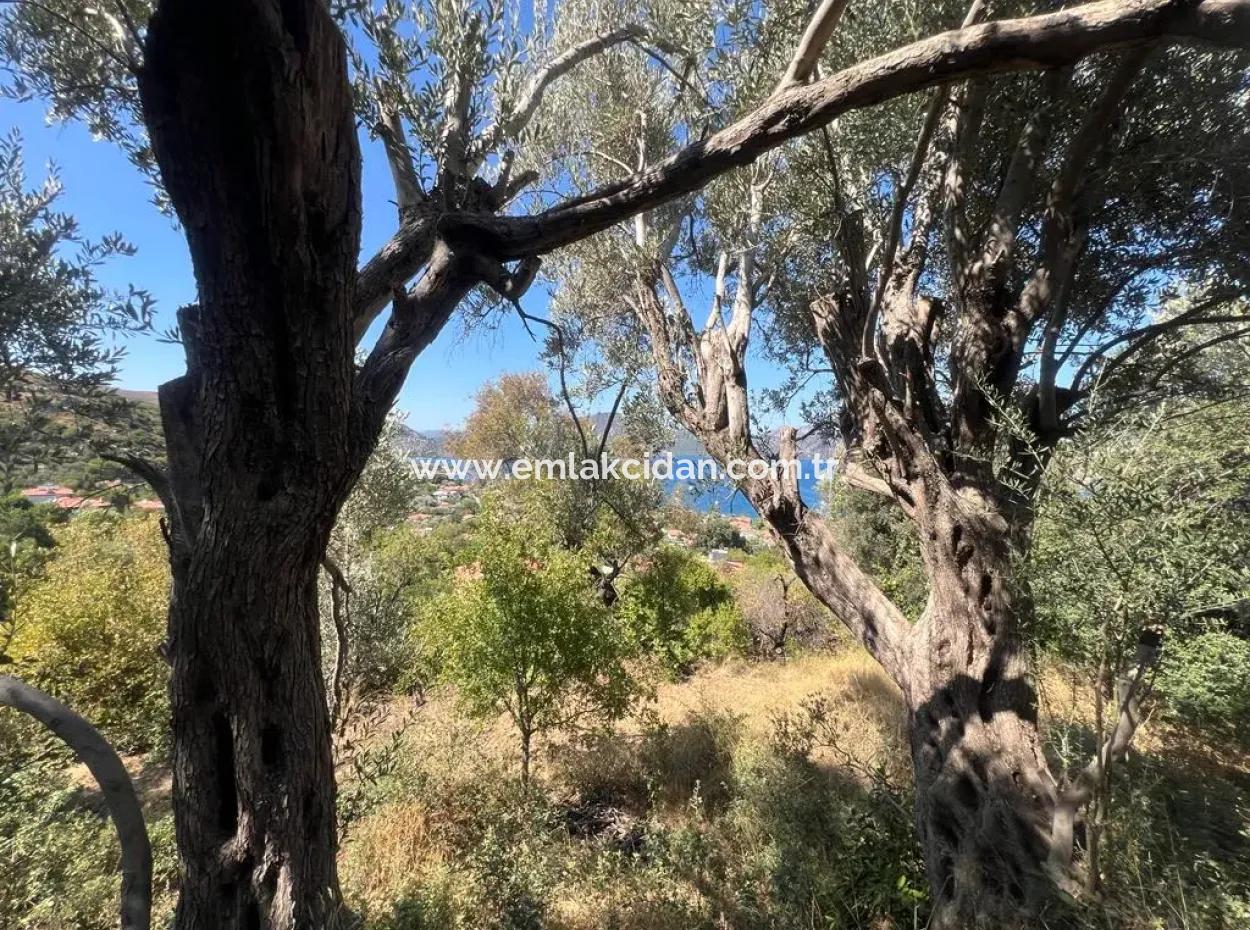 Marmaris Selimiye Mahallesinde Deniz Manzaralı 5200M2 Satılık Arsa 2 Villa Yapımına Yada Otel Yapımına Uygun Gayrimenkul